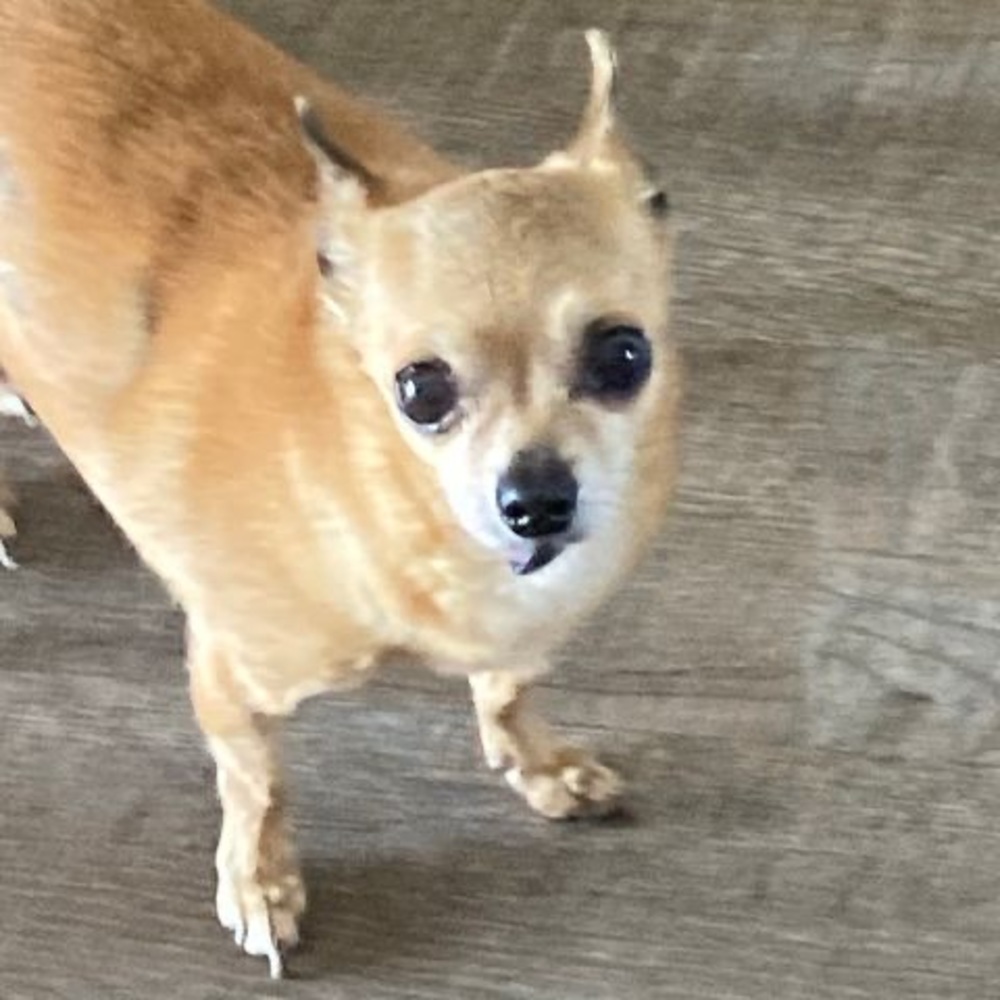 Meet your Posher, Lesa